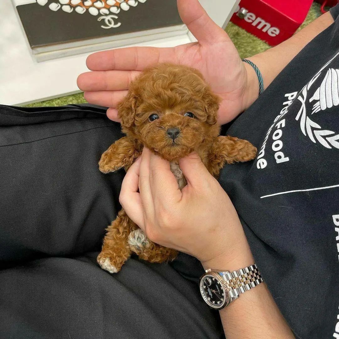 Cucciolo di Barboncino Toy color albicocca tenuto in mano