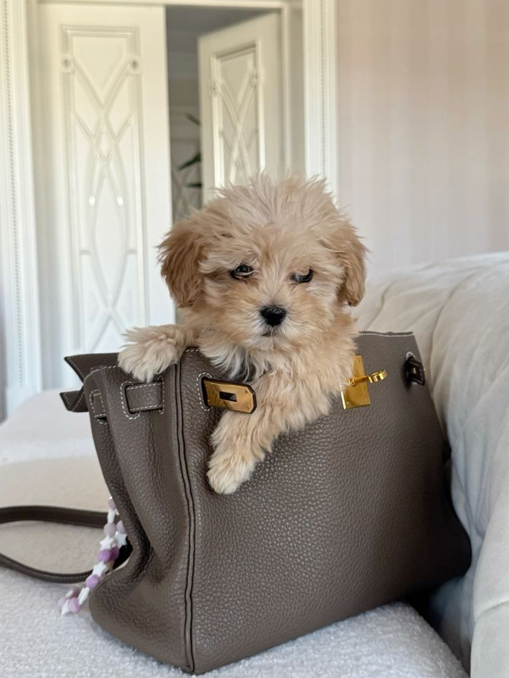 Cucciolo appena arrivato a casa dentro una borsa in soggiorno