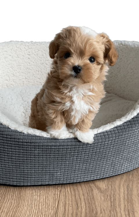 Cucciolo di Maltipoo seduto nella sua cuccia