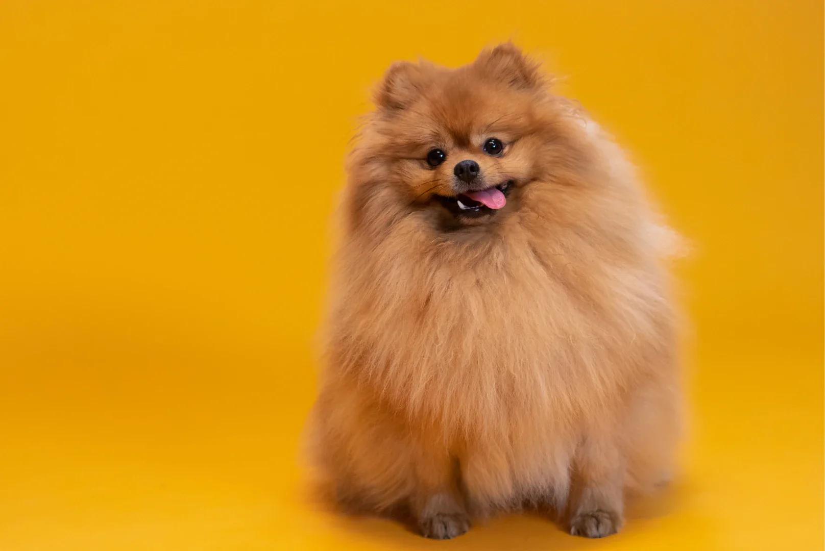 Cucciolo Pomerania