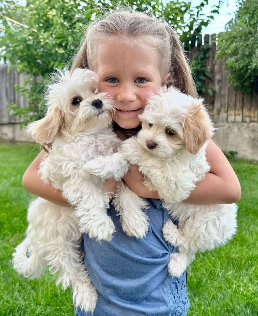 Cucciolo Maltipoo