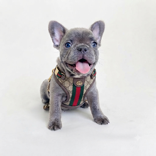 Cucciolo French Bulldog