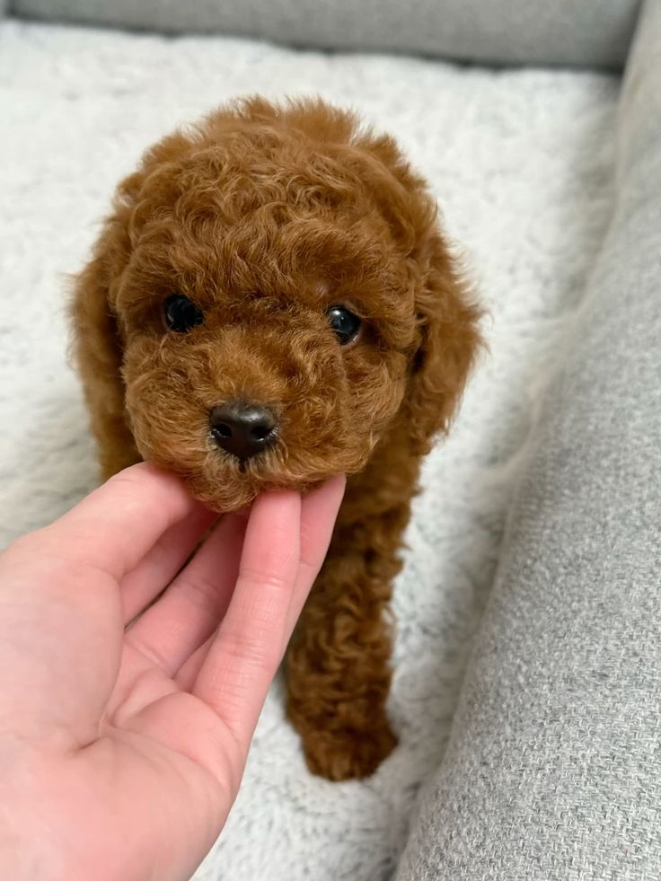 Cucciolo Barboncino Toy