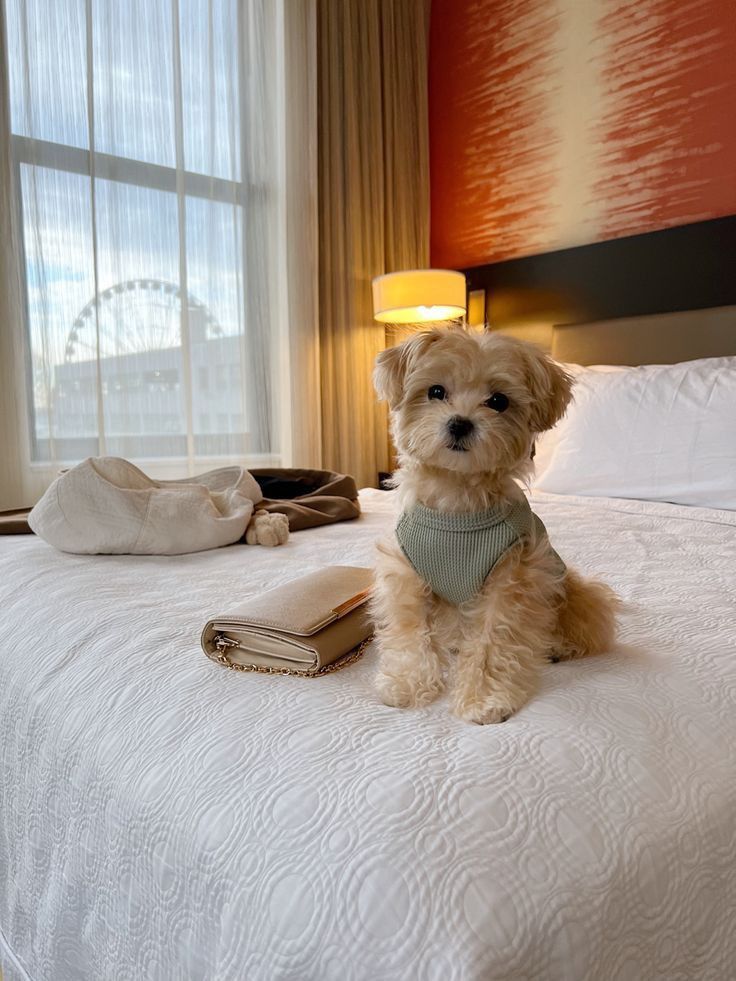 Cucciolo Maltipoo Cuccioli che Passione consegna Lugano Svizzera