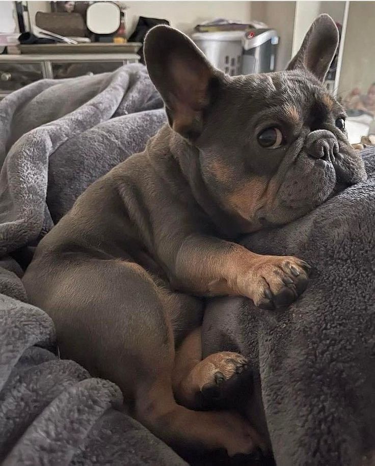 Cucciolo Bulldog Francese Cuccioli che Passione consegna Ginevra Svizzera
